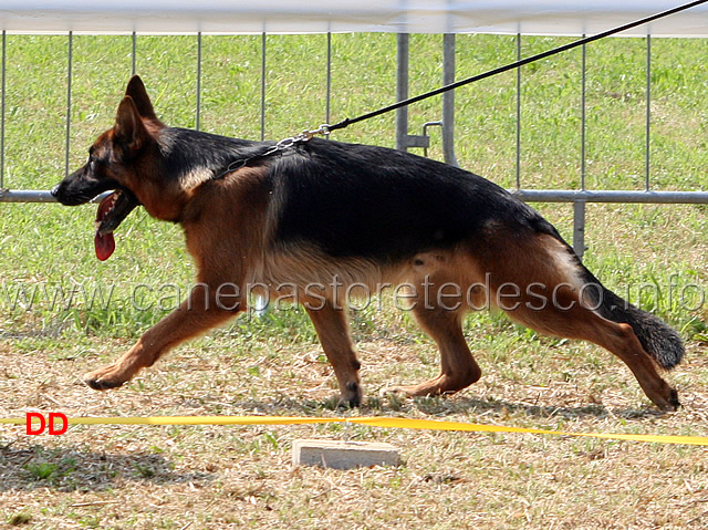 boris-di-casa-nobili-02.jpg - Giovani maschi Boris di Casa Nobili