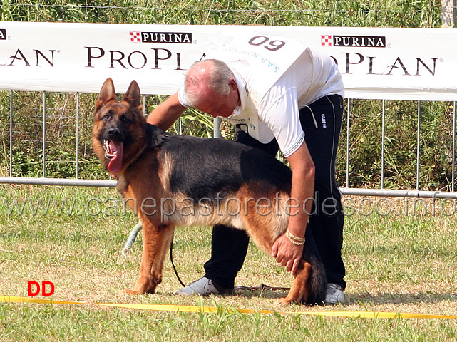 boris-di-casa-nobili.jpg - Giovani maschi Boris di Casa Nobili