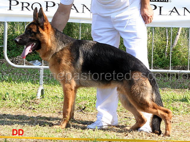 cay-doghof-4MP-juniores-maschi.jpg - Cay Dogshof 4 MP Juniores maschi