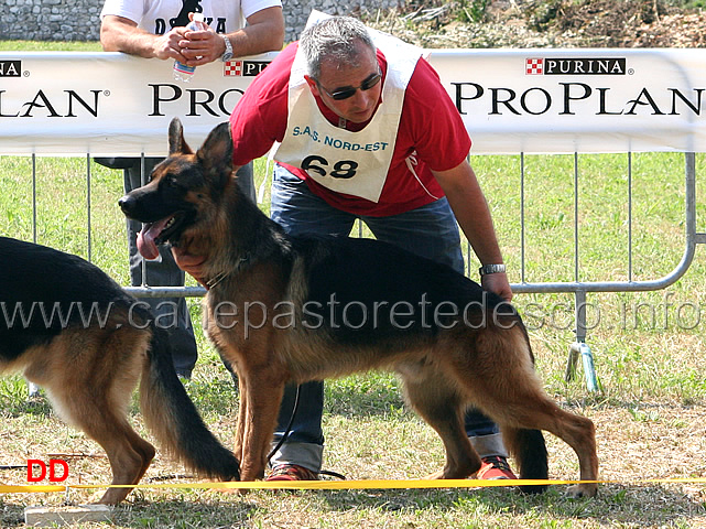 ekron-della-valle-dei-rovi.jpg - Giovani maschi Ekron della Valle dei Rovi