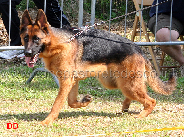 erol-della-rocca-d-asolo-02.jpg - Cuccioloni maschi Erol della Rocca d'Asolo