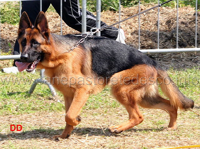 erol-della-rocca-d-asolo-03.jpg - Cuccioloni maschi Erol della Rocca d'Asolo