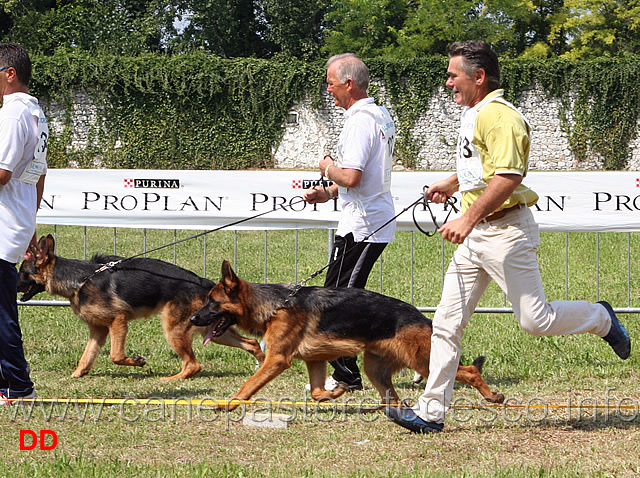 erol-della-rocca-d-asolo-passa-in-prima-posizione.jpg - Cuccioloni maschi Erol della Rocca d'Asolo supera Ramos di Belpoggio