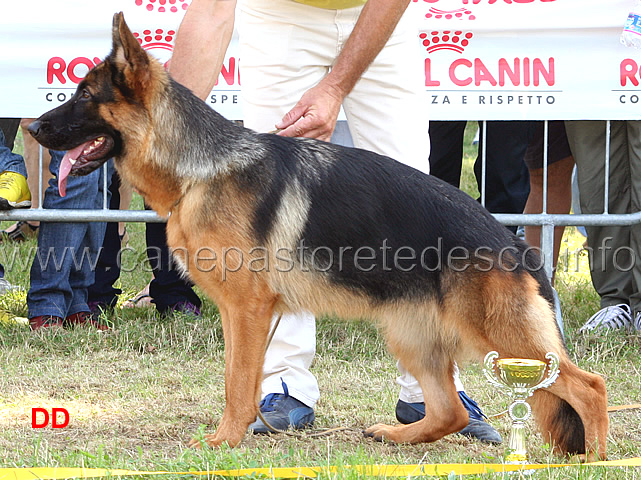 eva-della-rocca-d-asolo-4-MB-cucciolone-femmine.jpg - Eva della Rocca d'Asolo 4  MB Cucciolone femmine