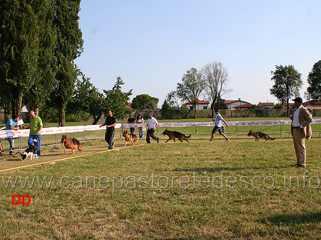 gruppo-allevamento-alpe-adria-02.jpg - Gruppo Allevamento dell'Alpe Adria