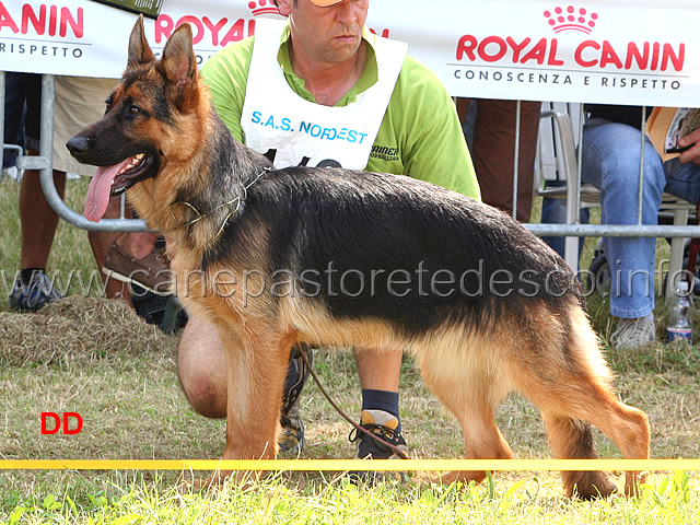 loren-della-valle-dei-rovi-8-cucciolone-femmine.jpg - Loren della Valle dei Rovi 8 B Cucciolone femmine