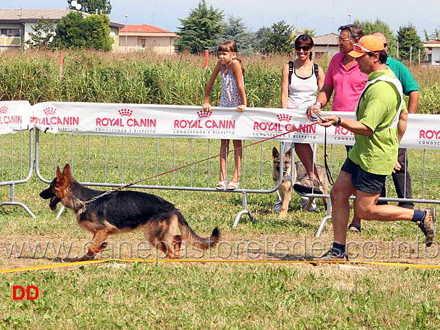 loren-della-valle-dei-rovi.jpg - Cucciolone femmine Loren della Valle dei Rovi