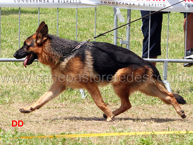 luna-hohenlohrer-bergen.jpg - Giovanissime femmine Luna Hohenloher Berger