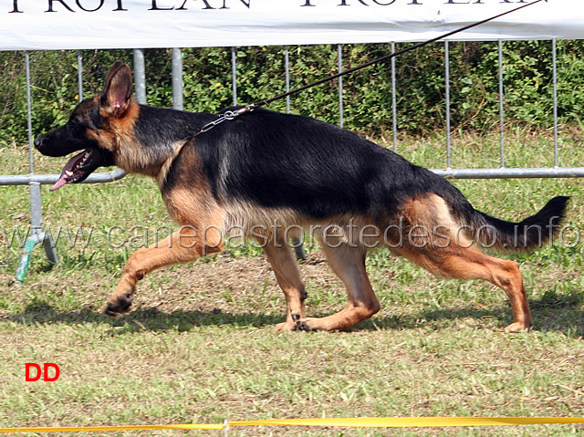 ramos-di-belpoggio-03.jpg - Cuccioloni maschi Ramos di Belpoggio