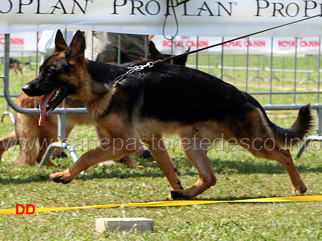 ramos-di-belpoggio-04.jpg - Cuccioloni maschi Ramos di Belpoggio