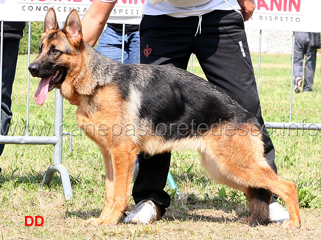 saki-di-belpoggio-7MB-cucciolone-femmine.jpg - Saki di Belpoggio  7  MB Cucciolone femmine