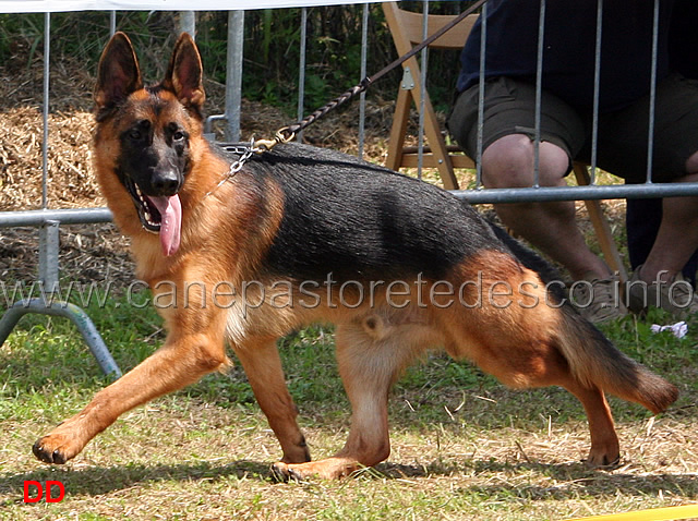 yago-di-croce-santo-spirito-03.jpg - Cuccioloni maschi Yago di Croce Santo Spirito