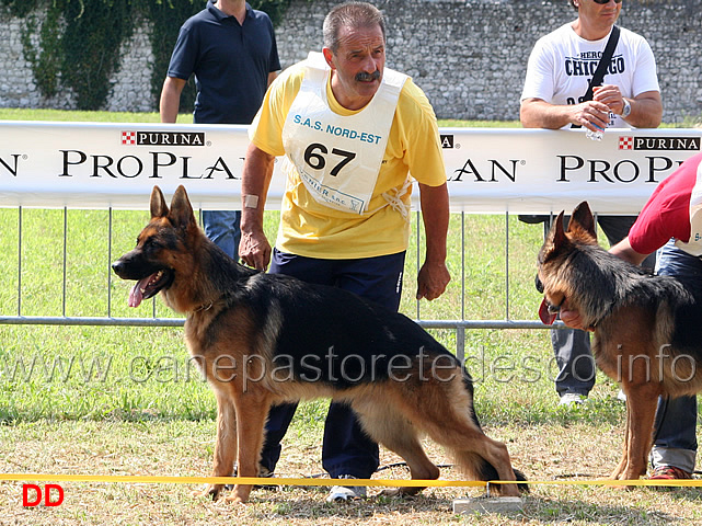 zamb-di-casa-mary.jpg - Giovani maschi Zamb di Casa Mary