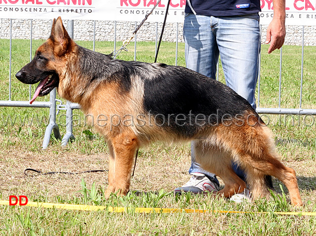 zeda-del-colle-guasco-5MB-cucciolone-femmine.jpg - Zeda del Colle Guasco 5  MB Cucciolone femmine