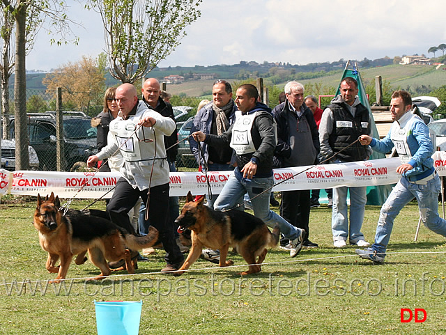 cucciolone-femmine-spareggi.jpg - Cucciolone femmine spareggi