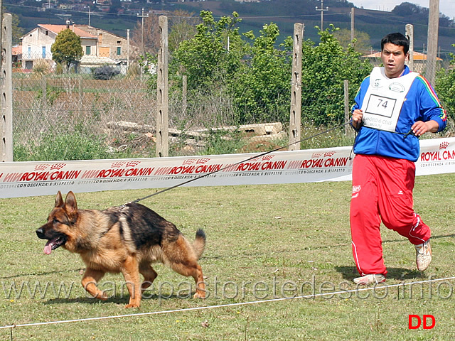 cuccioloni-maschi-dux-del-pobur.jpg - Cuccioloni maschi Dux del Pobur 