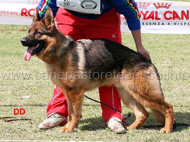 dux-del-pobur-3mb-cuccioloni-maschi.jpg - Dux del Pobur 3 MB Cuccioloni maschi 