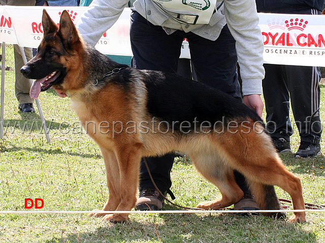 gilda-di-casa-ines-1mb-cucciolone-femmine.jpg -  Gilda di Casa Ines 1 MB Cucciolone femmine