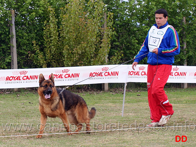 giovani-maschi-bred-del-pobur.jpg - Giovani maschi Bred del Pobur 