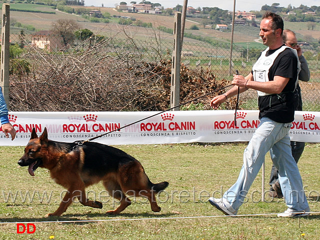 giovanissimi-maschi-cico-di-casa-raimondo.jpg - Giovanissimi maschi Cico di Casa Raimondo