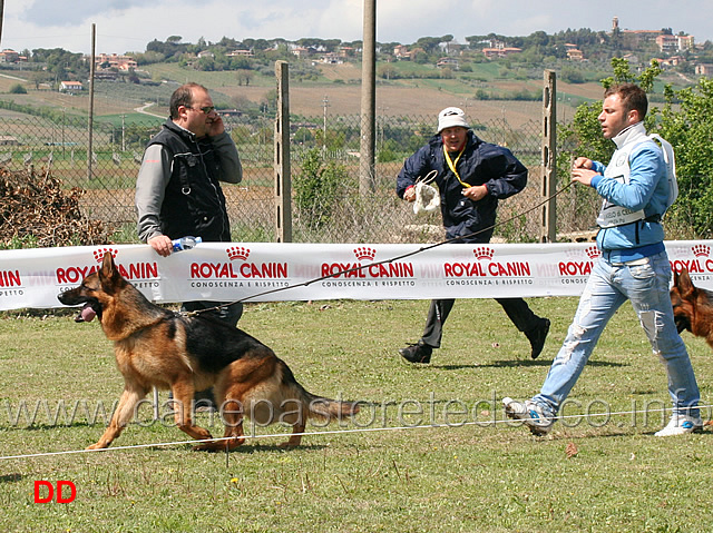 giovanissimi-maschi-don-di-casa-maiorano.jpg - Giovanissimi maschi Don di Casa Maiorano 