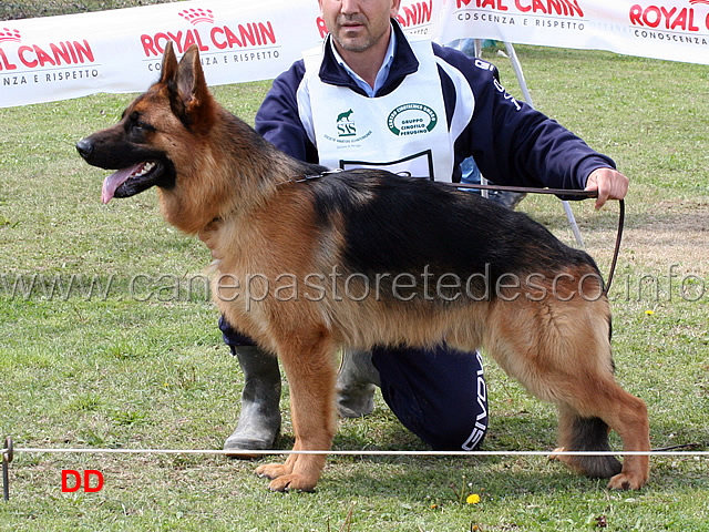 lux-1mb-cuccioloni-maschi.jpg - Lux 1 MB Cuccioloni maschi 