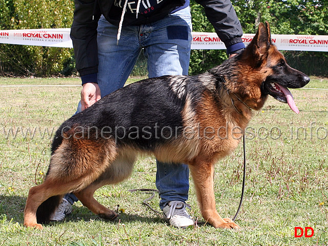 pania-degli-achei-2mb-cucciolone-femmine.jpg - Pania degli Achei 2 MB Cucciolone femmine