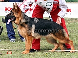 jinger-di-caput-boreanum-2mp-juniores-femmine