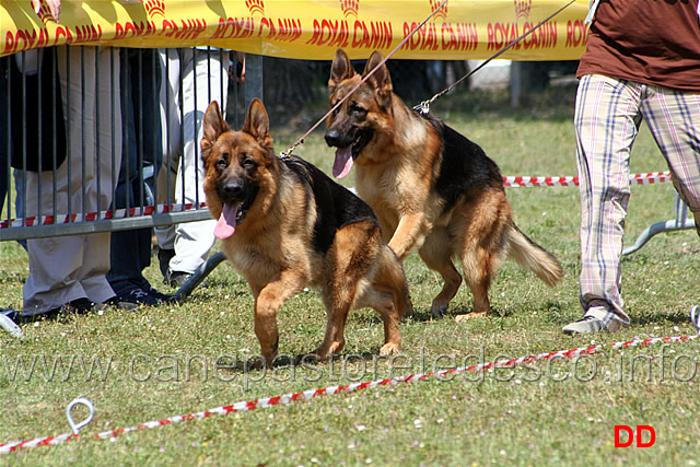 classe-cuccioloni-maschi.jpg - Classe Cuccioloni maschi