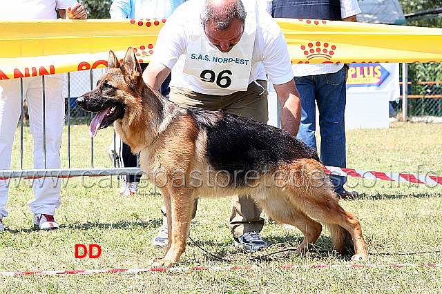 lampo-del-murnighello-2mb-cuccioloni.jpg - Lampo del Murnighello 2 MB Cuccioloni maschi