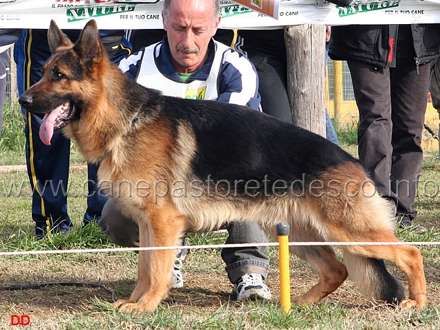 a026.jpg - Giovanissimi maschi 4 Arus dei Lupi della Maddalena