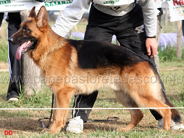 a027.jpg - Giovanissimi maschi 5 Bruno di Casa Preti