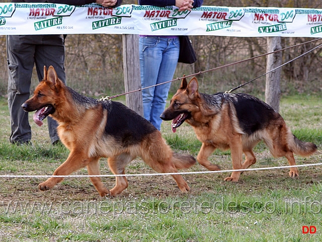 a028.jpg - Giovanissime femmine Guia dei Colli di Uzzano e Jessica degli Achei