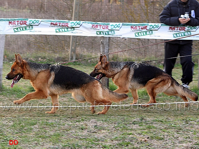 a029.jpg - Giovanissime femmine Guia dei Colli di Uzzano e Jessica degli Achei