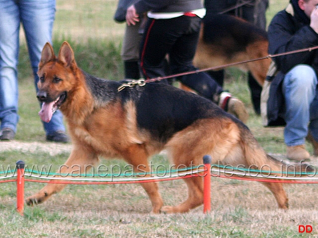 a031.jpg - Giovanissime femmine Guia dei Colli di Uzzano