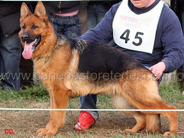 a033.jpg - Giovanissime femmine 1 Guia dei Colli di Uzzano