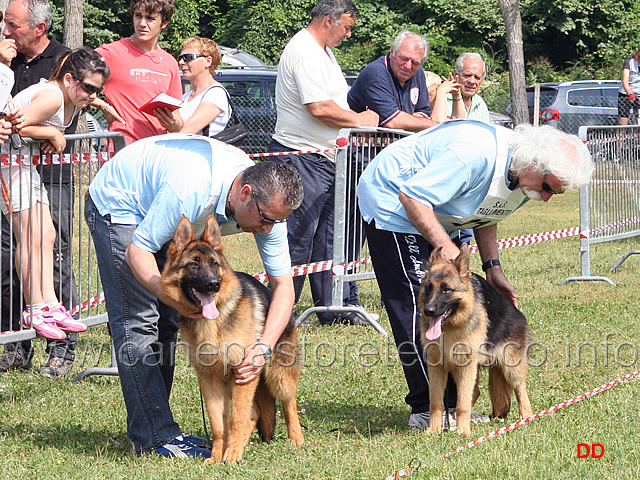 015.jpg - Classe juniores maschi Jago della Selva Magna e Roko di Casa Zanin