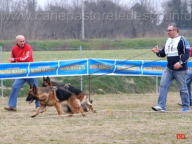 043.jpg - Adulte femmine Odessa del Colle Guasco e Dolly Karlsferlder Hof