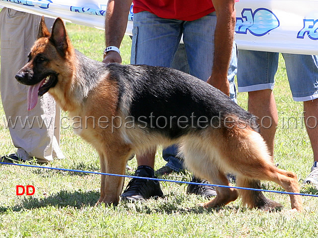 gaia-degli-iapigi.jpg - Gaia degli Iapigi 52 MB Giovanissime femmine (foto Raduno SAS Frosinone, luglio 2010)