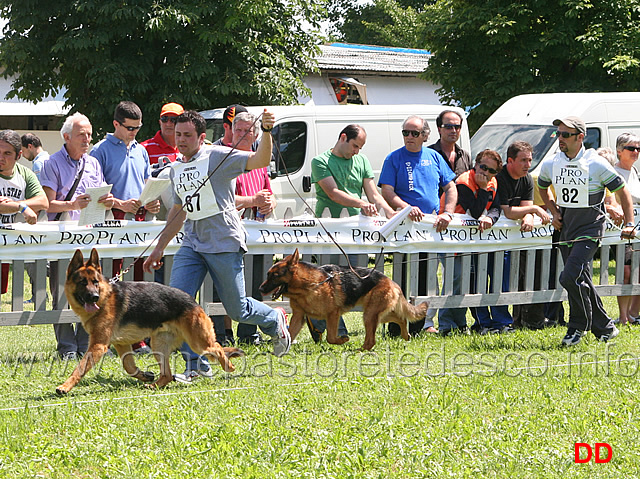 Yimmy-di-Poggio-del-Sole-e-Ghost.jpg - Yimmy di Poggio del Sole 26 MB Giovani maschi (foto Trofeo Walter Gorrieri 2010)