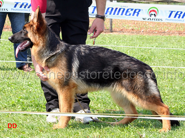 lucy-dei-due-fiumi.jpg - Lucy dei Due Fiumi 42 MB Giovani femmine  (foto sezionale SAS Montichiari)