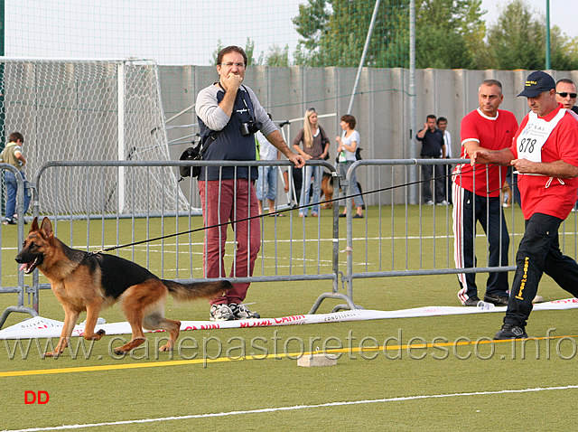 yoanna-di-poggio-del-sole.jpg - Yoanna di Poggio del Sole Rit. Giovani femmine (foto Campionato SAS 2009)