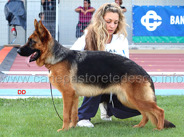 polly-del-finkerwerder.jpg - Polly del Finkerwerder Rit. Giovani femmine (foto Campionato SAS 2009)