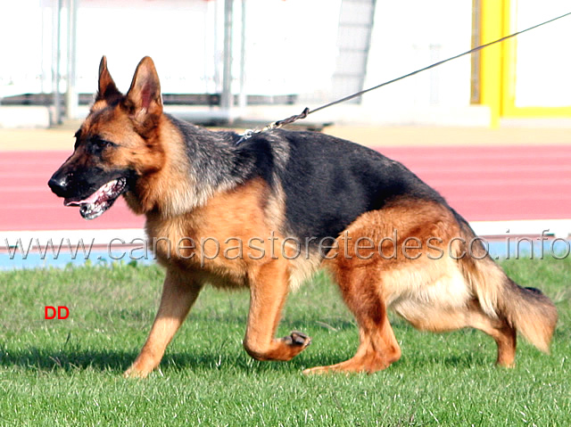 polly-finkerwerder.jpg - Polly del Finkerwerder Rit. Giovani femmine (foto Campionato SAS 2009)