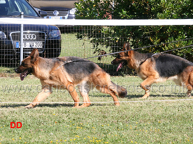 perla-del-colle-guasco-e-zambia-della-gens-pontina.jpg - Perla del Colle Guasco e Raika della Gens Pontina