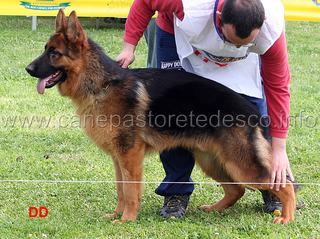 aiko-delle-belle-torri-1mb-cuccioloni-maschi.jpg - Aiko delle Belle Torri 1  MB Cuccioloni maschi 