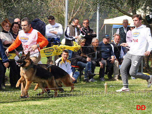 danko-di-casa-beggiato-pako-degli-achei.jpg - Danko di Casa Beggiato e Pako degli Achei 