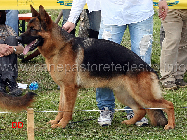 don-di-casa-maiorano-6mb-giovanissimi-maschi.jpg - Don di Casa Maiorano 6 MB Giovanissimi maschi 