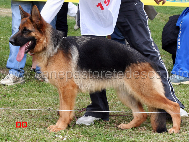 flo-della-valle-dei-rovi-3mb-cucciolone-femmine-02.jpg - Flo della Valle dei Rovi 3 MB Cucciolone femmine 