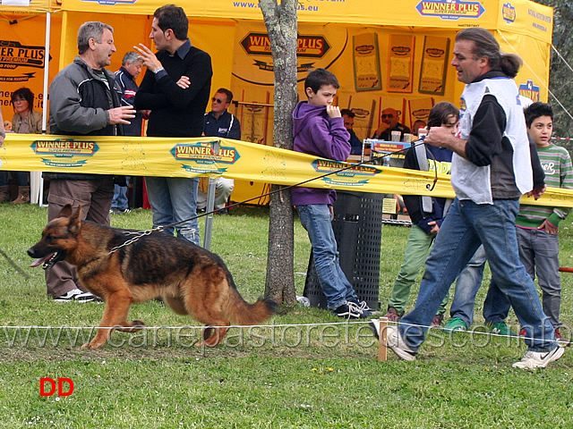 giovani-maschi-bred-del-pobur.jpg - Giovani maschi Bred del Pobur 